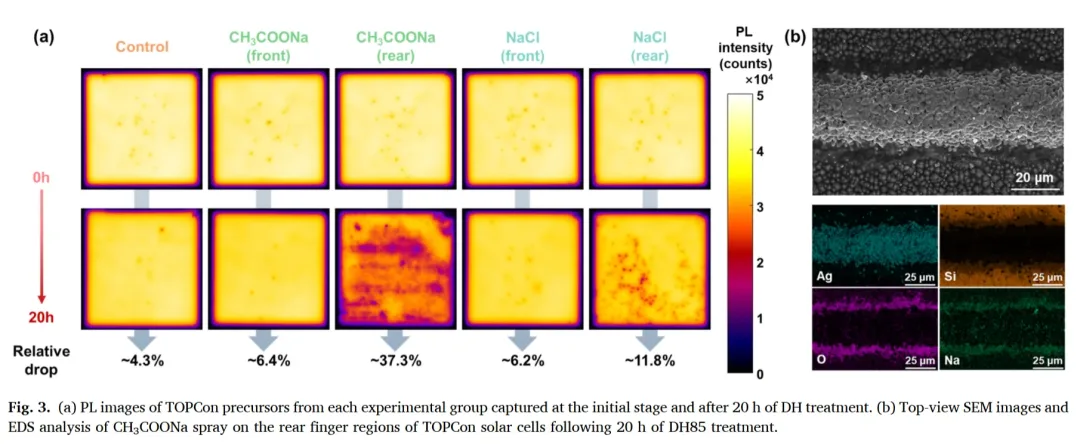 TOPCon Cells Under Damp Heat: Why the Rear Side Fails First